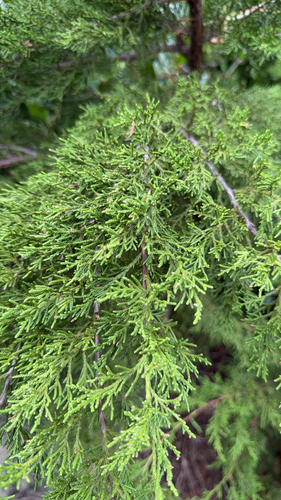 eastern redcedar