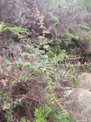 Leucopogon amplexicaulis