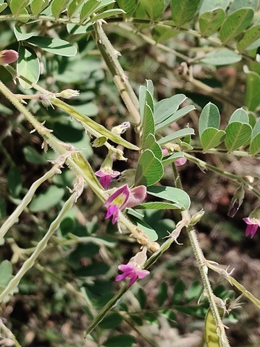 Tephrosia purpurea observed 2026-10-06
