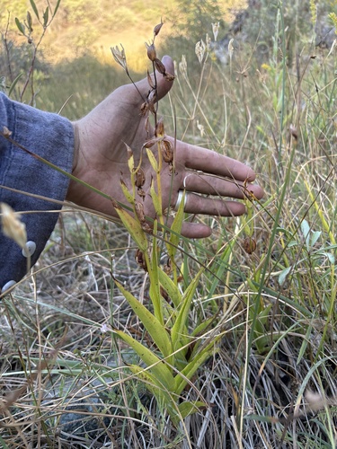 Epipactis gigantea observed 2026-09-30