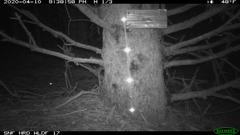 Glaucomys oregonensis