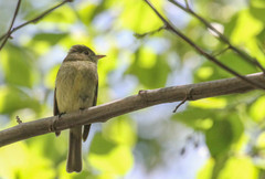 Empidonax difficilis