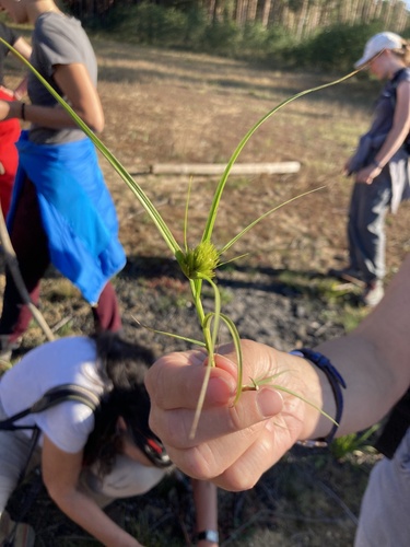 Bohemian Sedge