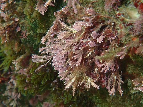 Amphiroa observed 2026-10-06