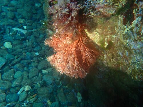 Sphaerococcus coronopifolius observed 2026-10-06