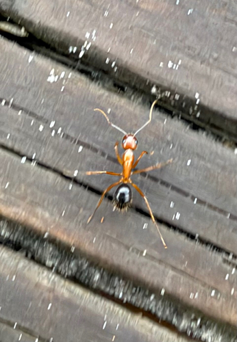 Florida Carpenter Ant