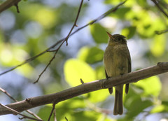 Empidonax difficilis