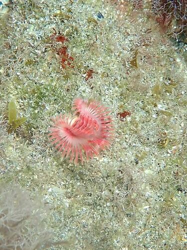 Serpula vermicularis observed 2026-10-06