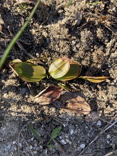 floating-leaved pondweed