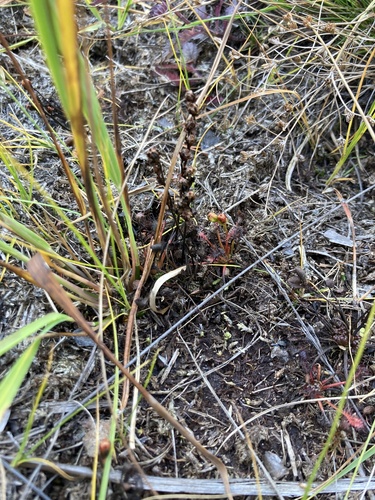 spoonleaf sundew