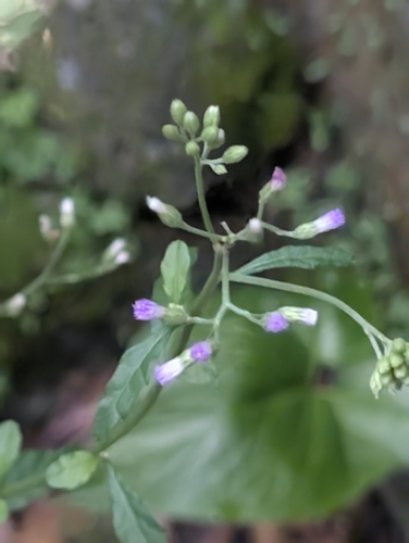 little ironweed