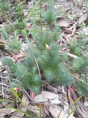 Stenanthera pinifolia