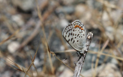 Euphilotes bernardino