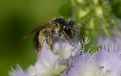 Andrena nuda