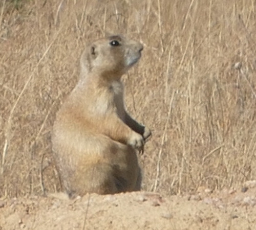 White-tailed Prairie Dog observed by wesleymcgee1207