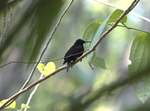 Leptocoma sericea observed 2026-09-29