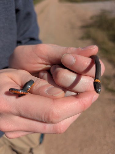 Ring-necked Snake