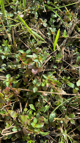 Ludwigia repens observed 2026-10-06