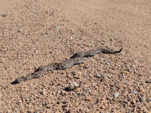 Western Massasauga