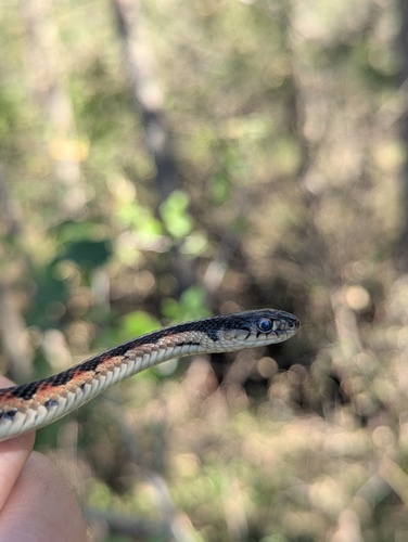 Common Garter Snake