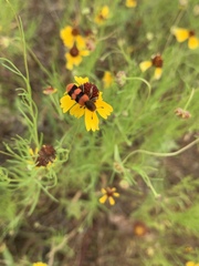 Trichodes bibalteatus