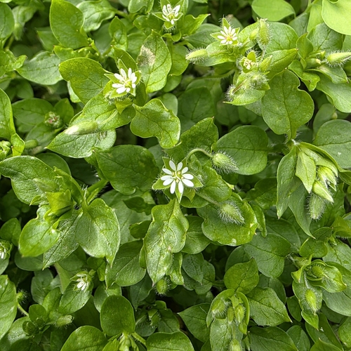 common chickweed