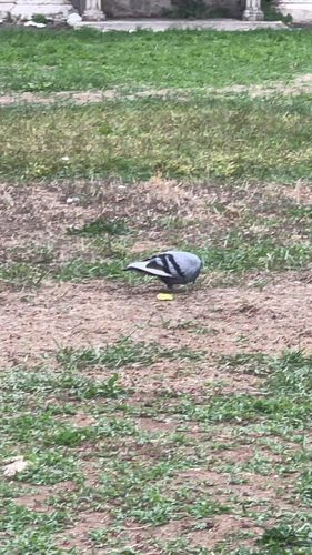 Feral Pigeon