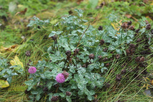 Red Clover
