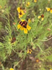 Trichodes bibalteatus