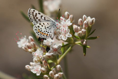 Euphilotes bernardino