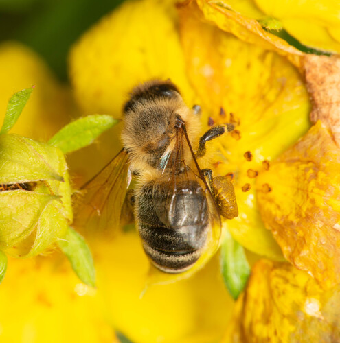 Western Honey Bee