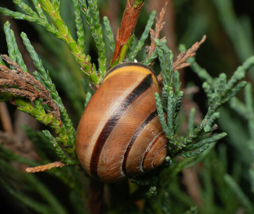 Brown-lipped Snail