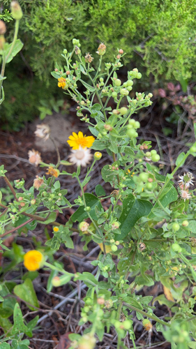 Camphorweed