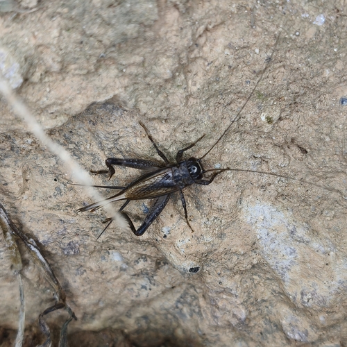Loxoblemmus equestris