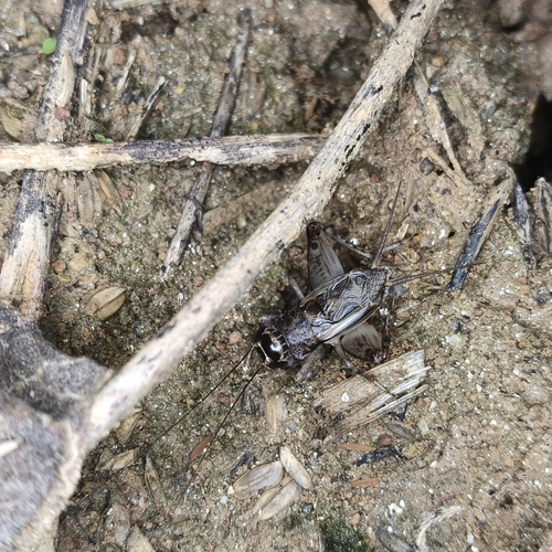 Velarifictorus aspersus