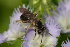 Andrena nuda