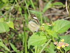 Appias libythea