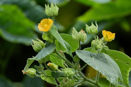 Abutilon grandifolium observed 2026-09-16