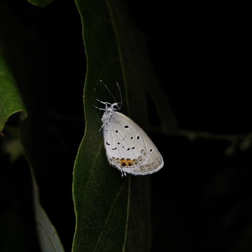 Short-tailed Blue