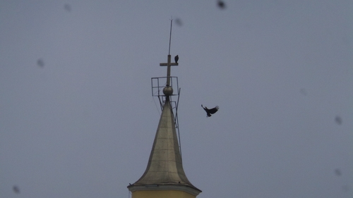 Black Vulture