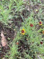 Helenium amarum