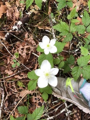 Anemonastrum deltoideum