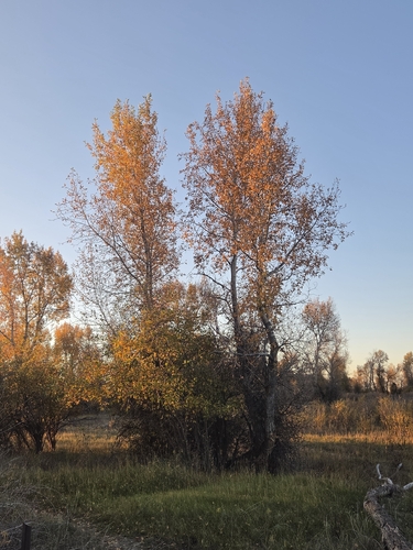 Narrowleaf Cottonwood