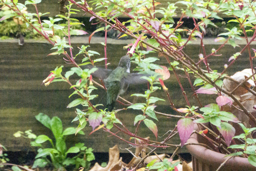Ruby-throated Hummingbird