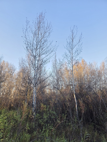 quaking aspen