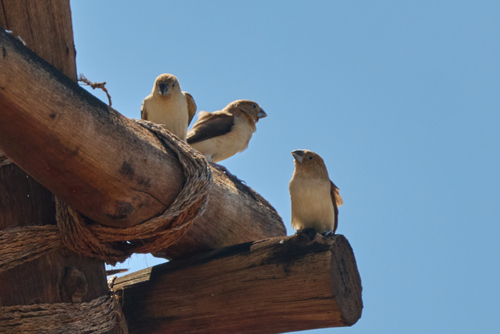 iNaturalist image