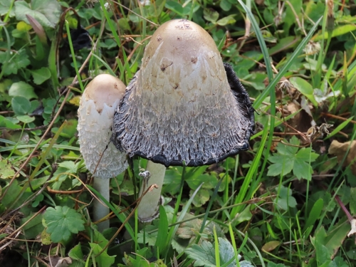 Shaggy Mane