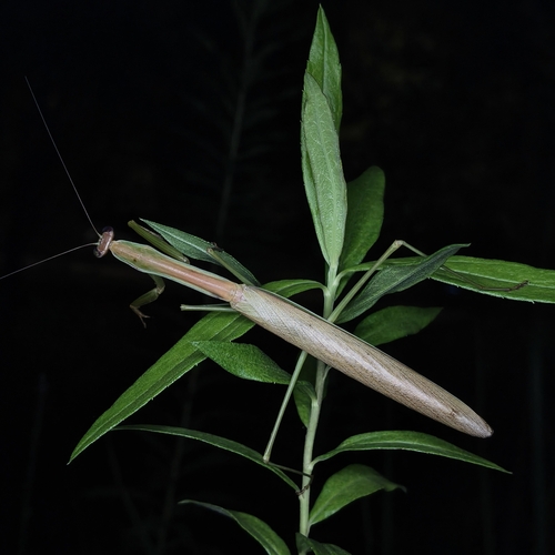 Narrow-winged Mantis