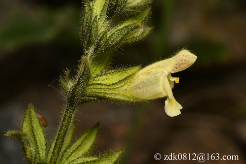 Chinese Sticky Sage