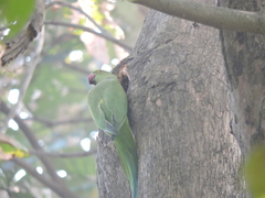 Psittacula krameri